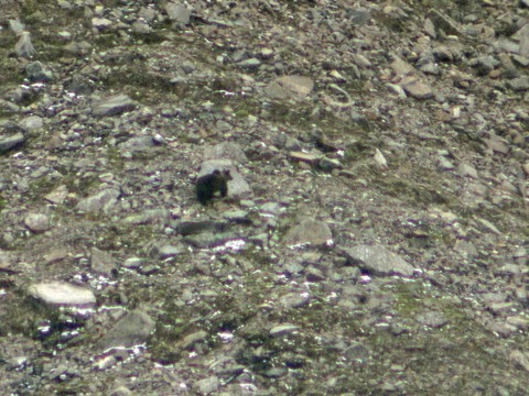 Un ours 