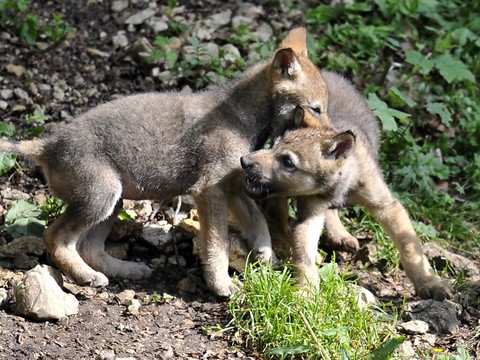 Centre d'études du loup à La Chaux-de-Fonds compromis