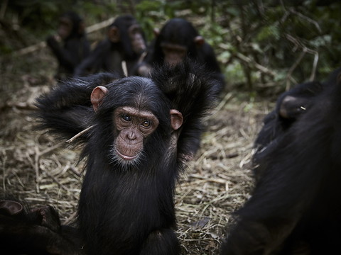La taquinerie chez les primates, un trait de caractère très ancien