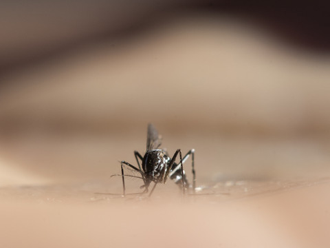Changement climatique: hausse du virus du Nil occidental en Europe
