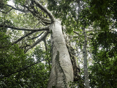Forêt amazonienne: un possible 