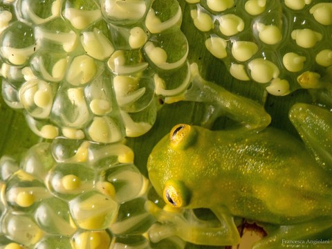 Quand le dévouement paternel réduit la taille des testicules