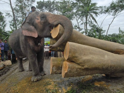 La justice bangladaise interdit l'adoption d'éléphants sauvages