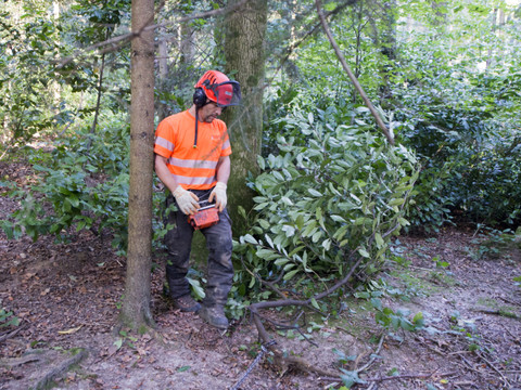 Mise en circulation de certaines plantes envahissantes interdite