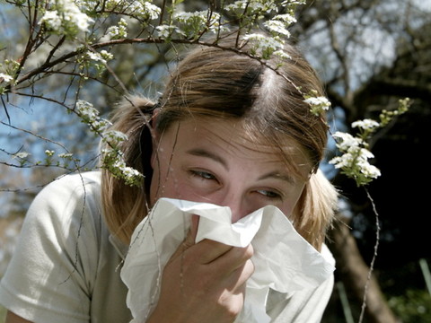 Floraison précoce en plaine, gare au pollen