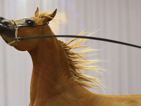 Un concours de pur-sangs arabes transcende les divisions