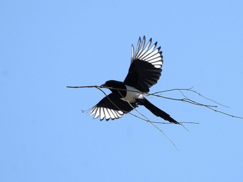 Une plateforme pour apprendre les chants des oiseaux
