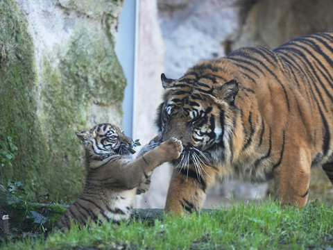 Kala, petite tigresse de Sumatra, vole la vedette au zoo de Rome