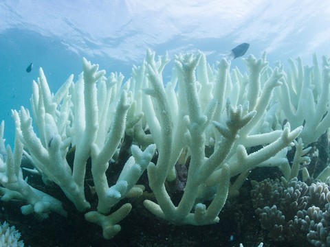 La grande barrière de corail subit un 