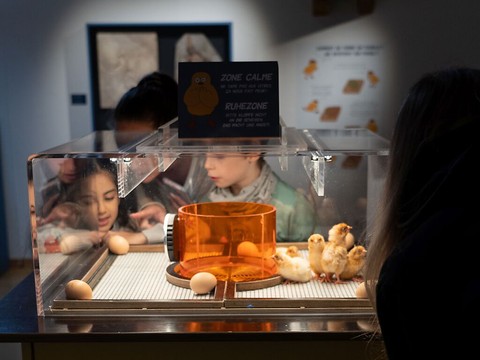 Les poussins de retour au Musée d’histoire naturelle de Fribourg