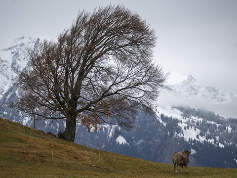 Des rafales de vent de plus de 180 km/ dans les Alpes suisses