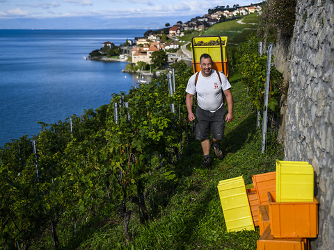 Hausse pérenne de l'aide pour la promotion des vins suisses