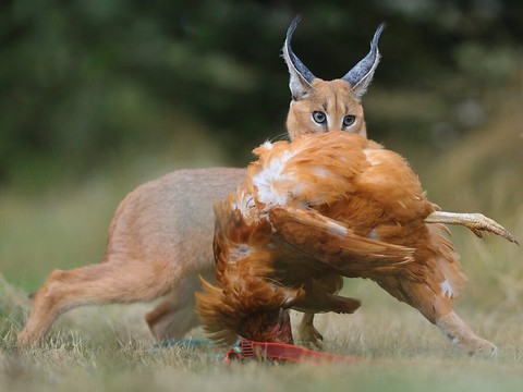 Caracal toujours en cavale dans le Jura