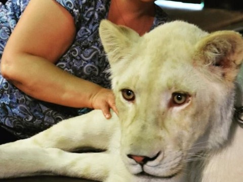 Le zoo de Crémines au secours d'une panthère et d'une lionne