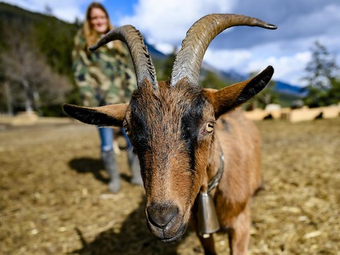 Des moutons et des chèvres à parrainer en Valais