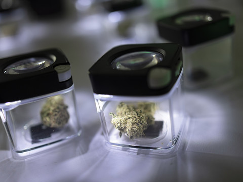 Le canton de Zurich se lance dans la vente contrôlée de cannabis