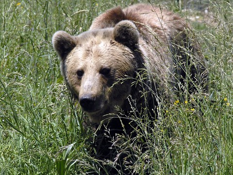 Un ours blesse cinq personnes dans une ville touristique