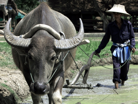 La Thaïlande s'entiche d'un buffle géant à plus de 400'000 francs