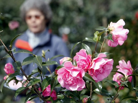 Locarno célèbre le camélia et le printemps