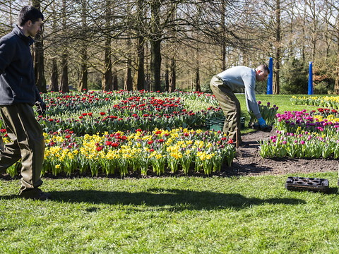 Le plus grand jardin de tulipes du monde fête ses 75 ans