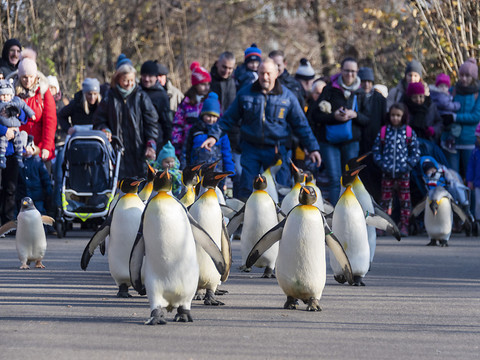 Nouveau record de fréquentation au zoo de Bâle l'an dernier