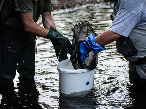 La mortalité des poissons dans la Dranse (VS) s'annonce massive