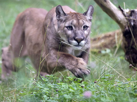 Un cougar tue un homme en Californie, 1ère attaque fatale en 20 ans