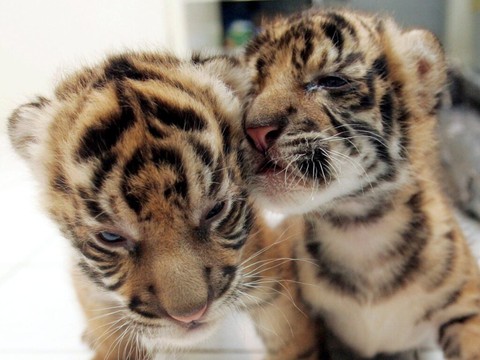L'Indonésie veut confirmer si le tigre de Java existe toujours