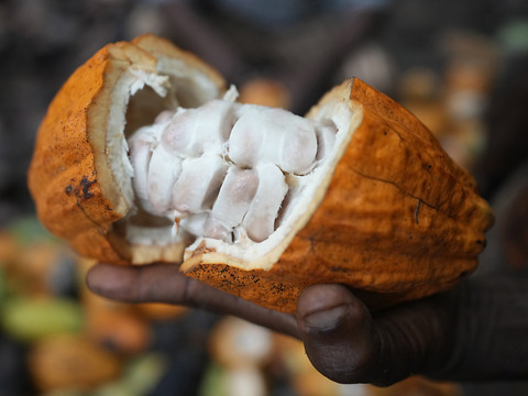 Le cacao dépasse 10'000 dollars la tonne, un nouveau record