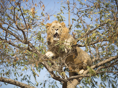 Ouganda: la population de lions a chuté de 45% en près de 20 ans