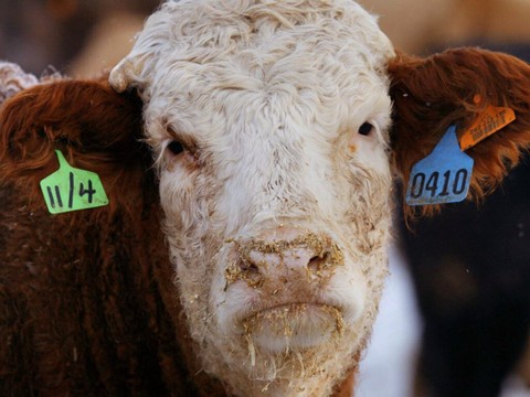 Découverte inédite de cas chez des vaches laitières aux Etats-Unis