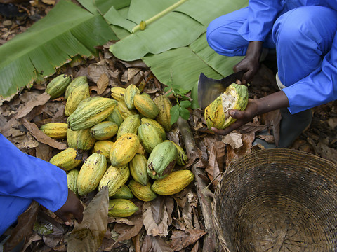 Hausse record du prix d'achat du cacao en Côte d'Ivoire