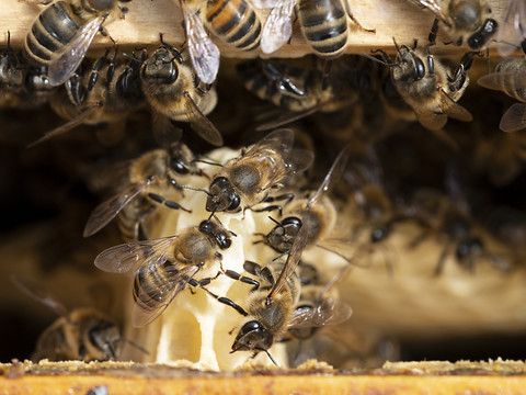 Deux intoxications de colonies d'abeilles en 2023