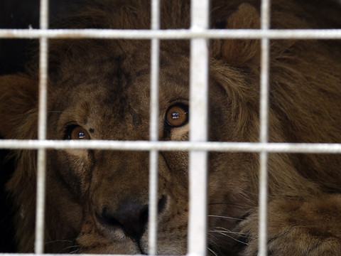 Afrique du Sud:fin progressive de l'élevage de lions pour la chasse