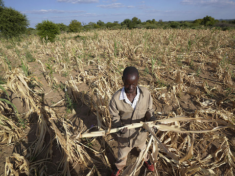 El Niño/sécheresse: le Zimbabwe déclare l'état de catastrophe