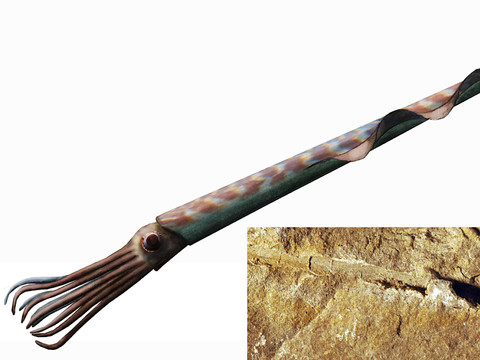 Un calamar fossile tessinois baptisé 