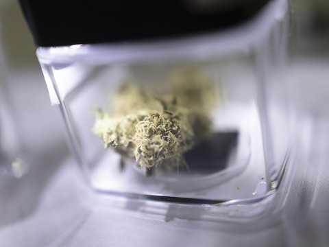 Cannabis sous toutes ses formes en vente régulée à Berne