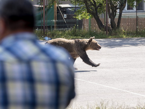 Nouvelle attaque d'ours sauvages en Slovaquie