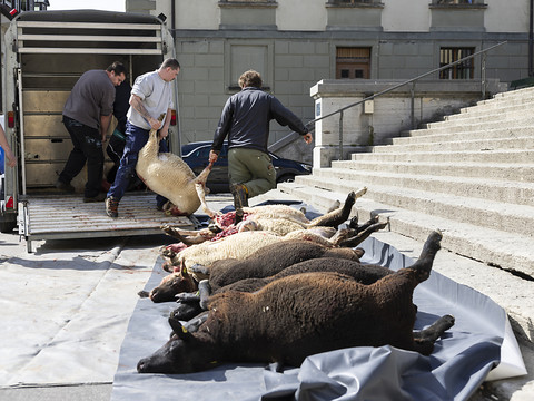 Moutons tués par un loup: cadavres déposés à Lausanne