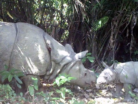Un rare spécimen de jeune rhinocéros de Java repéré en Indonésie