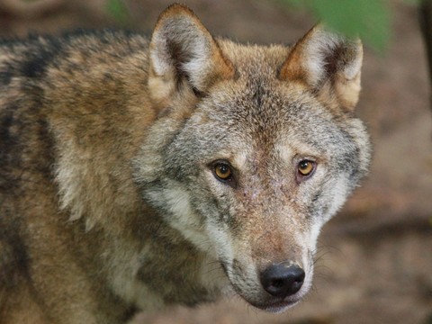 Protection des troupeaux face au loup: restructuration critiquée