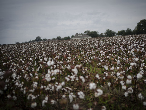 Déforestation illégale au Brésil : Zara et H&M visés par une ONG