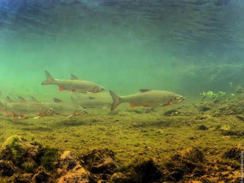 Des poissons d'une espèce menacée découverts en nombre à Gams (SG)