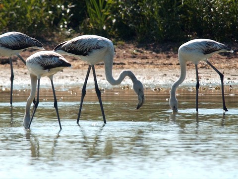 L'avenir des flamants roses d'Afrique menacé par la montée des eaux