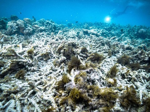 Pire épisode de blanchissement à la grande barrière de corail