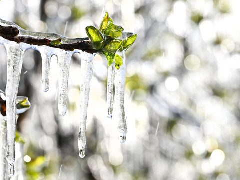 La neige surprend les citadins jeudi matin, à Berne notamment