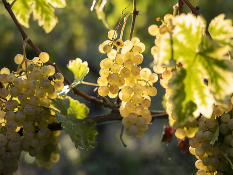 Les Suisses boivent moins de vin, mais plus local
