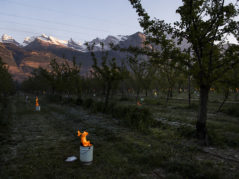 Risque de gel: cultures sous surveillance en Valais