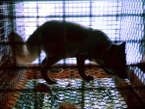 La Protection suisse des animaux repart sur de nouvelles bases