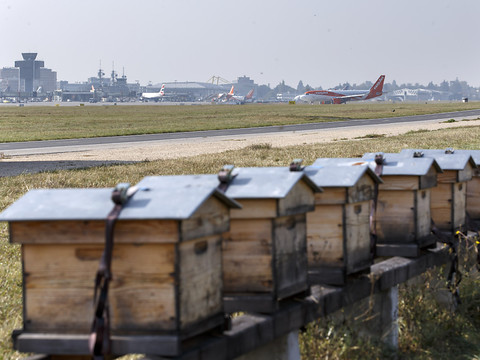 Davantage de colonies d'abeilles - moins d'apiculteurs